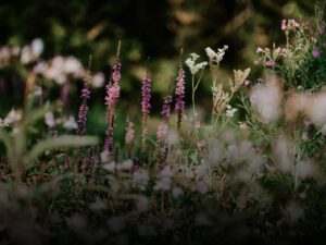 Corsi aggiuntivi fiori californiani - Scuola di Naturopatia SIMO
