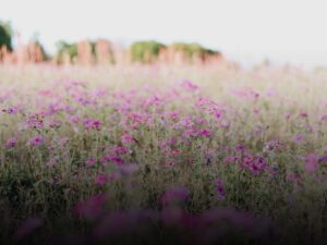 Corso aggiuntivo fiori australiani - Scuola di Naturopatia SIMO