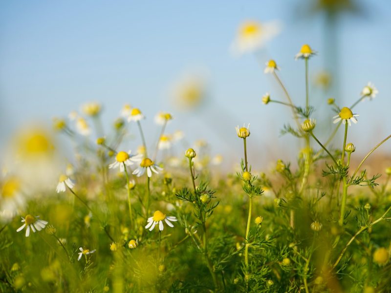 FITO_vedrana-filipovic-37zSNFgjCNc-unsplash Fitoterapia - Scuola di Naturopatia SIMO